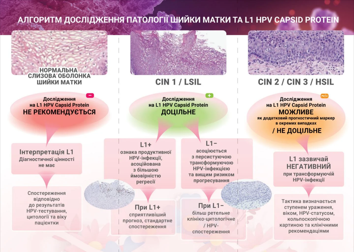 Алгоритм дослідження патології шийки матки та L1 HPV Capsid Protein